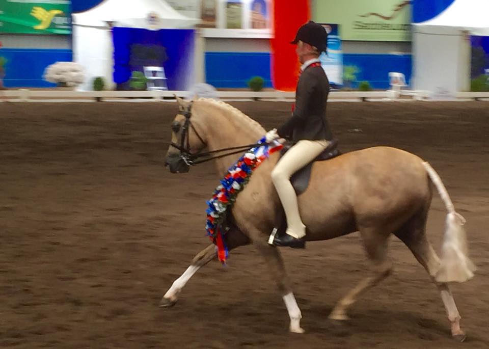 Show Horse Nationals Equestrian Queensland